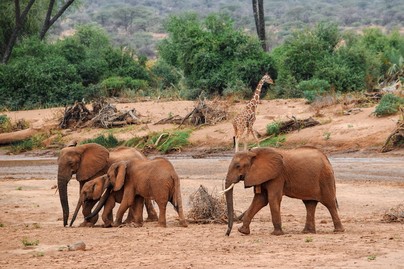 Reserva Nacional de Samburu