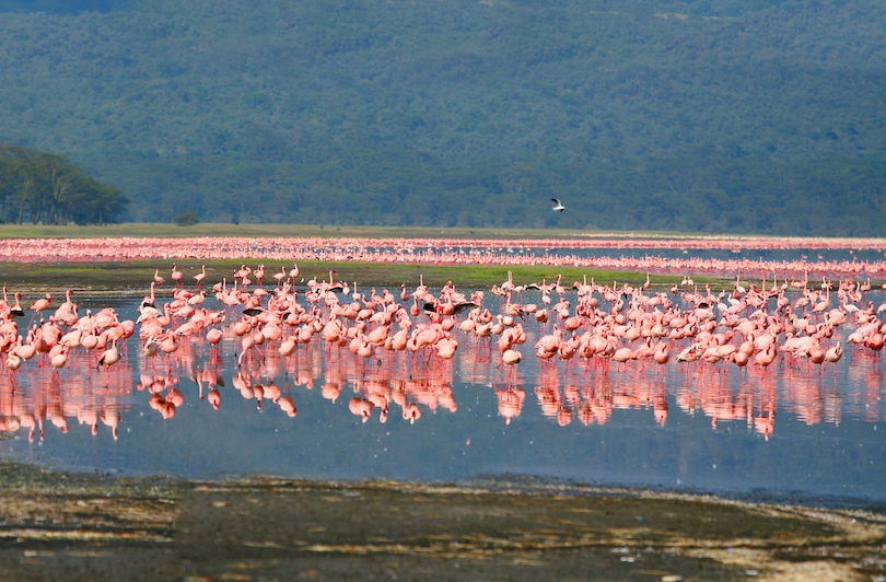 Lago Nakuru