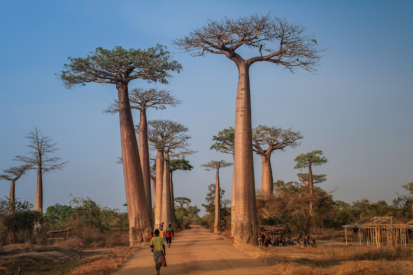 Avenida del Baobab