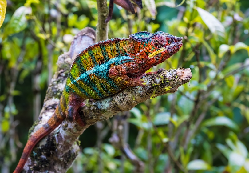 Andasibe-Mantadia National Park