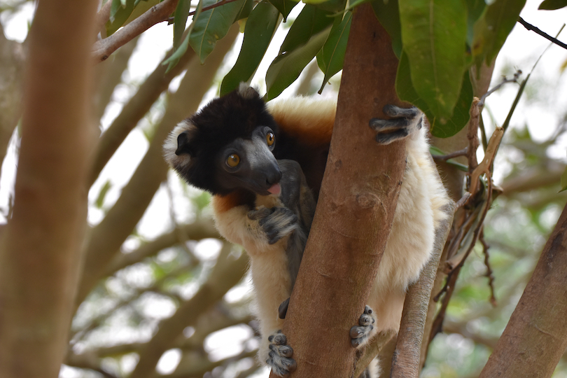 Parque de los lémures en Antananarivo