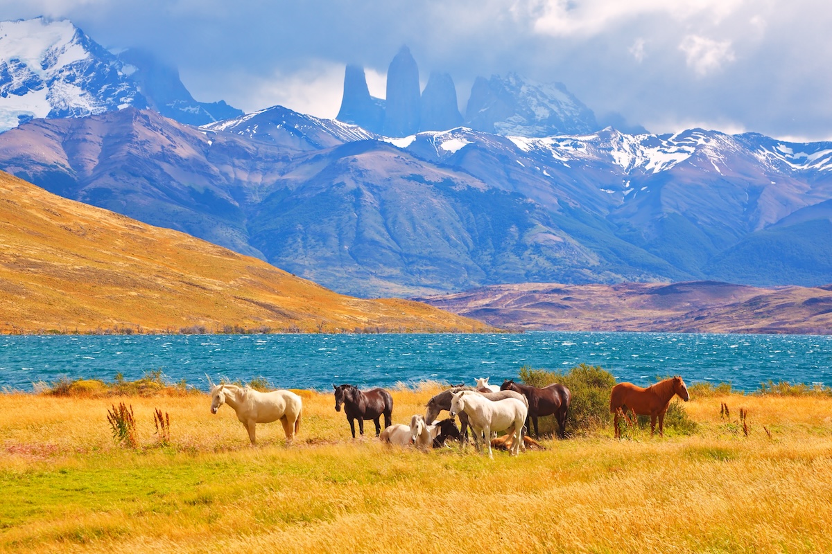 caballos de pura sangre