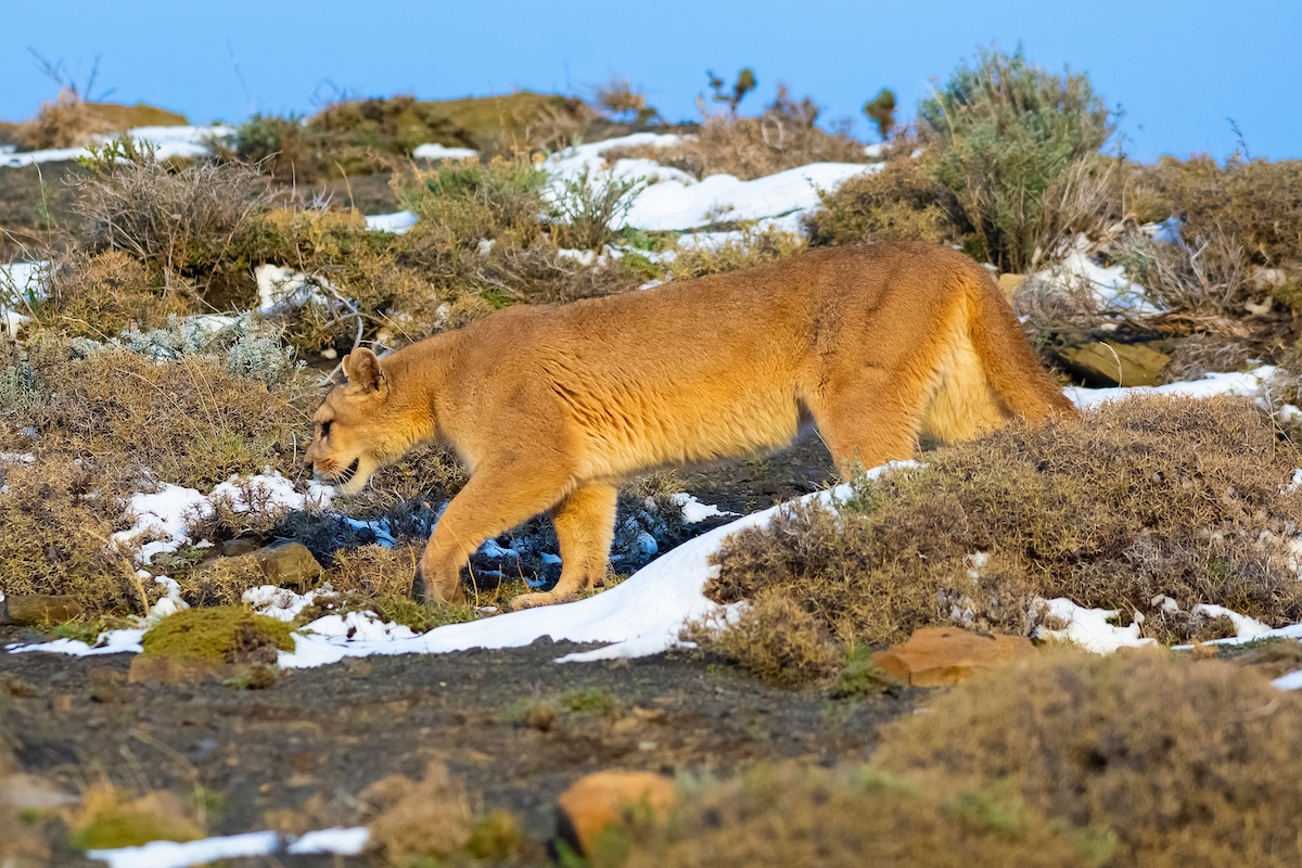 Puma caminando