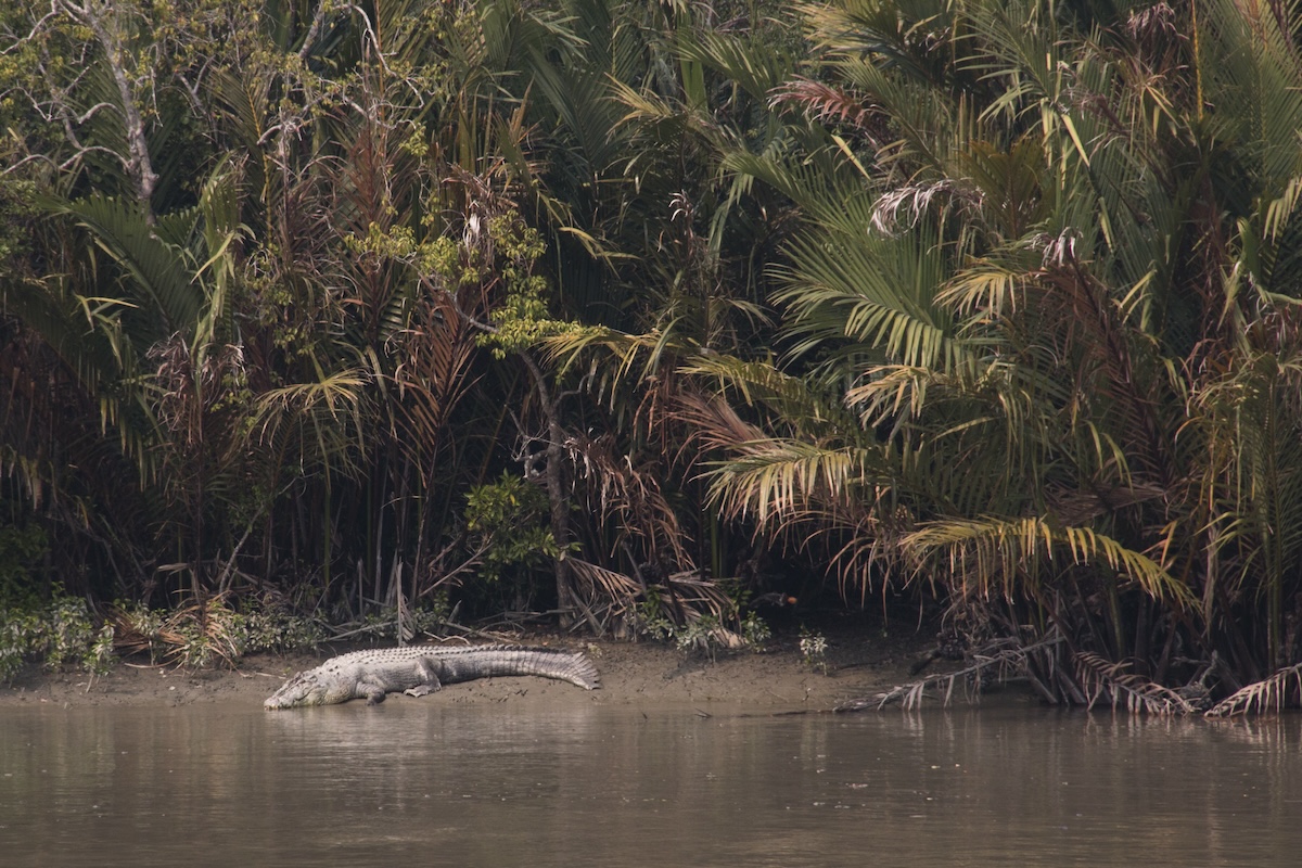 Cocodrilo en el parque nacional de Sundarbans