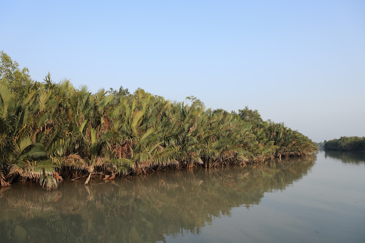 Típica palmera nipa