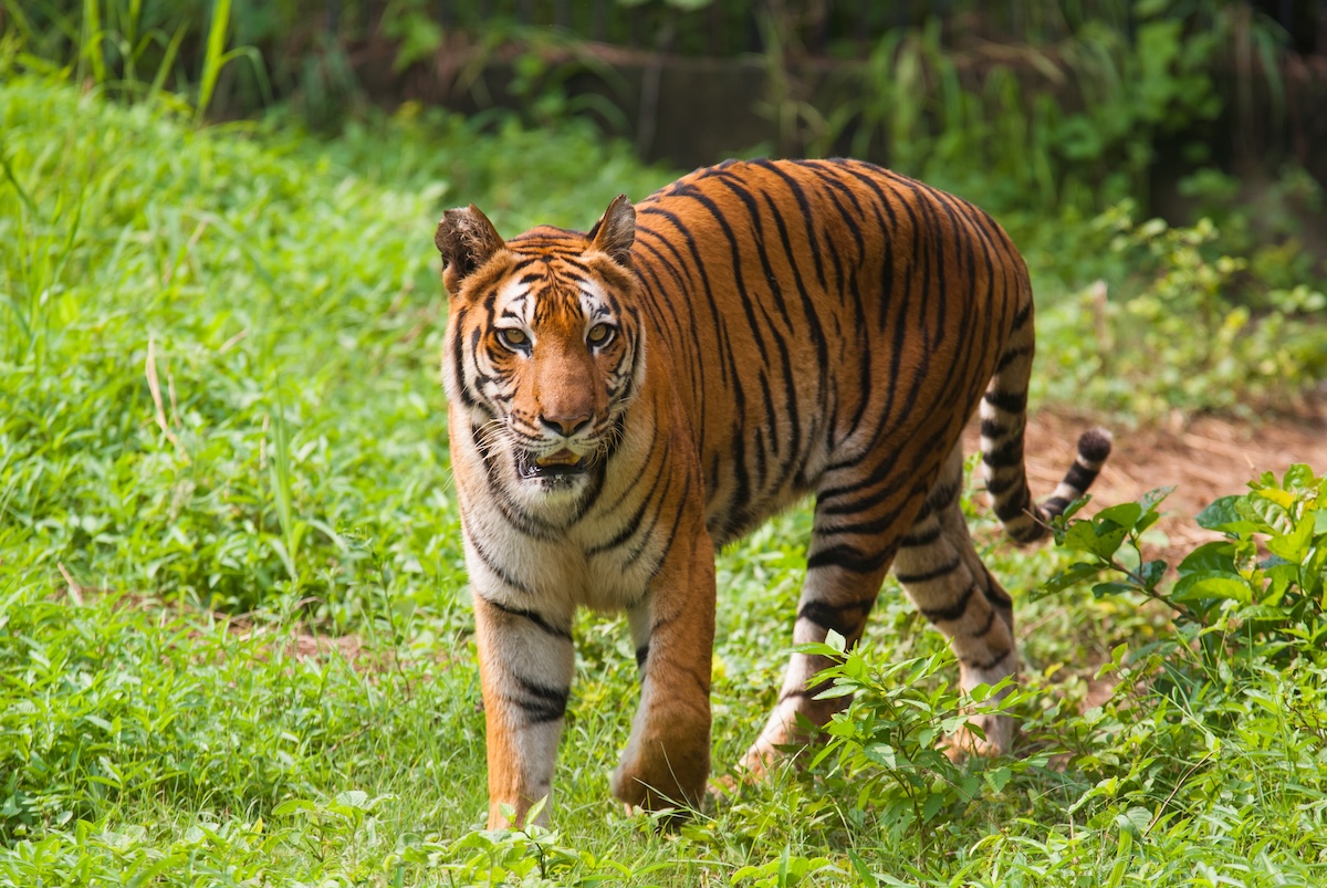 Tigre real de Bengala