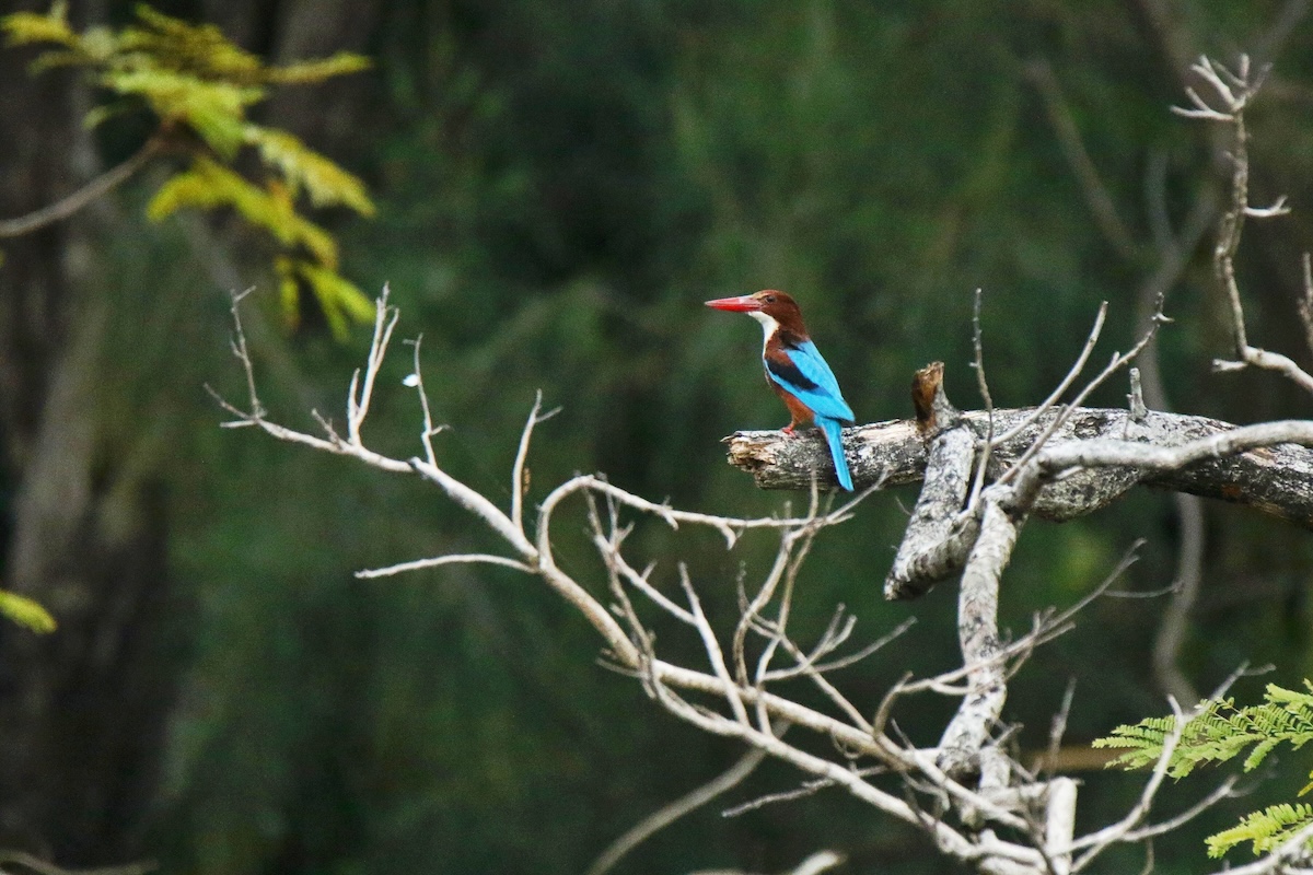 Pájaro martin pescador