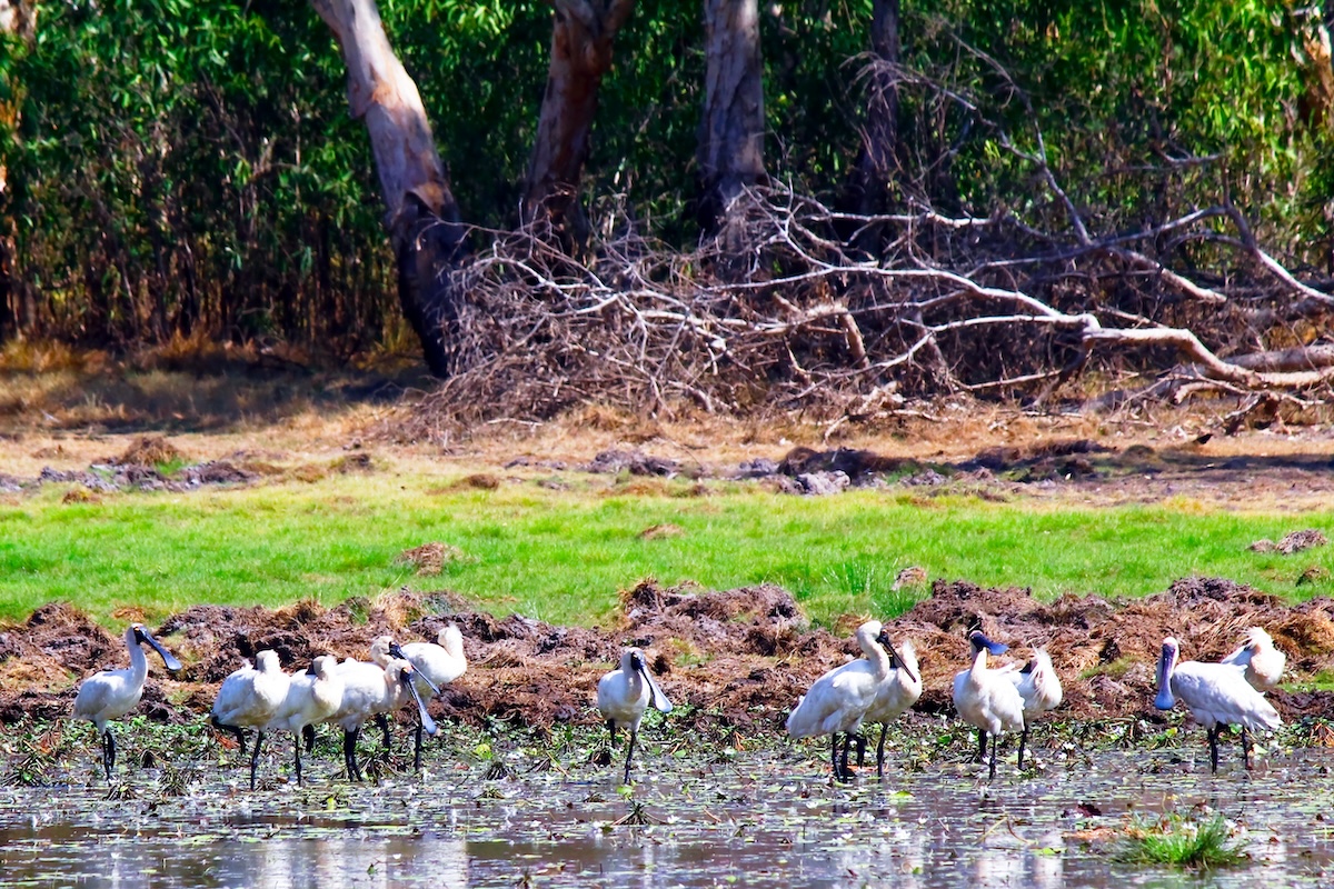 pájaros en el parque nacional de Kakadu