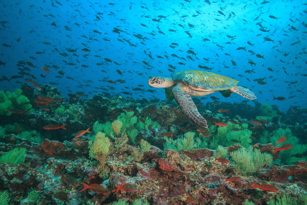 Tortuga verde de Galápagos