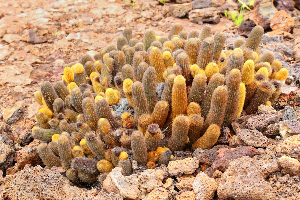 Parque Nacional Galápagos