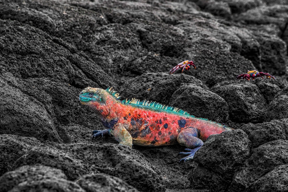 Iguana de Navidad en la isla Española