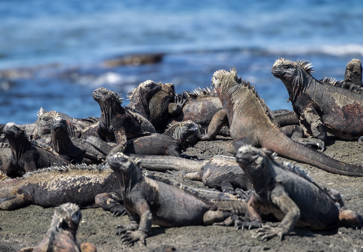 Iguanas marinas