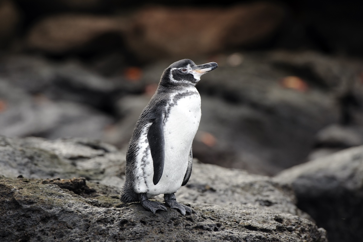 Pingüino de Galápagos