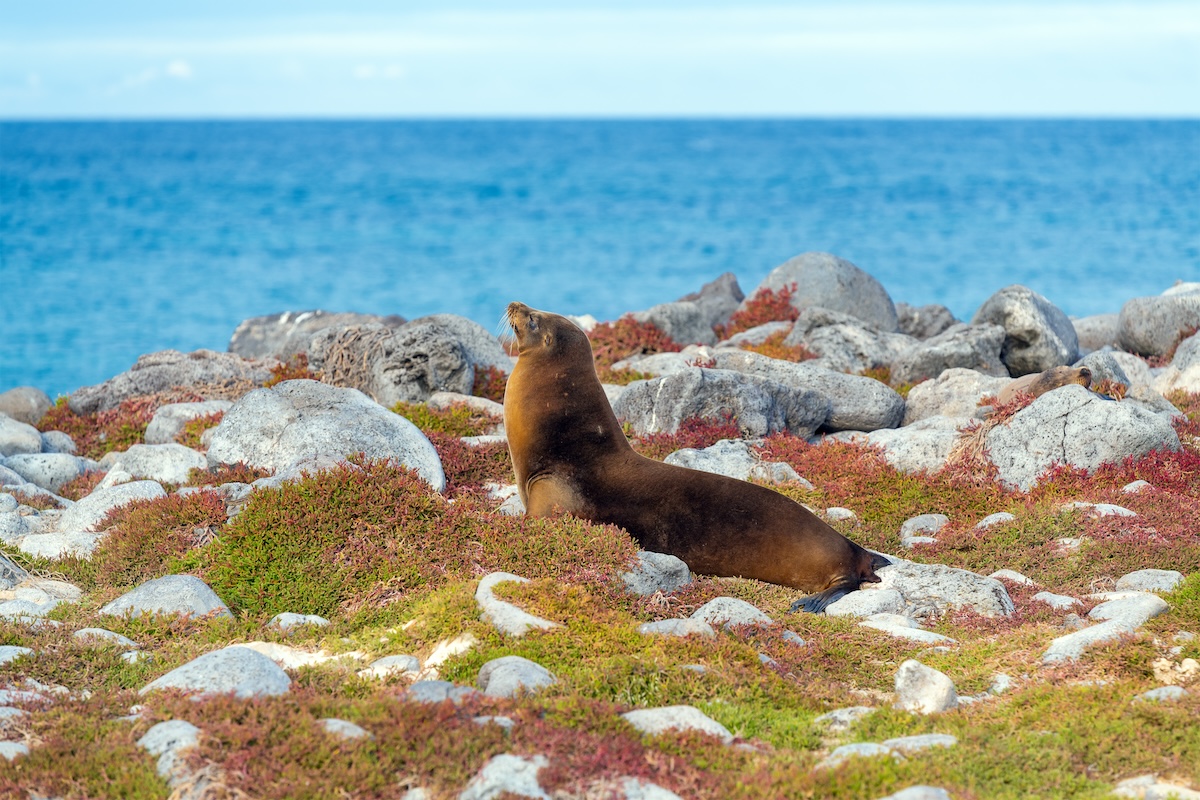 León marino de Galápagos