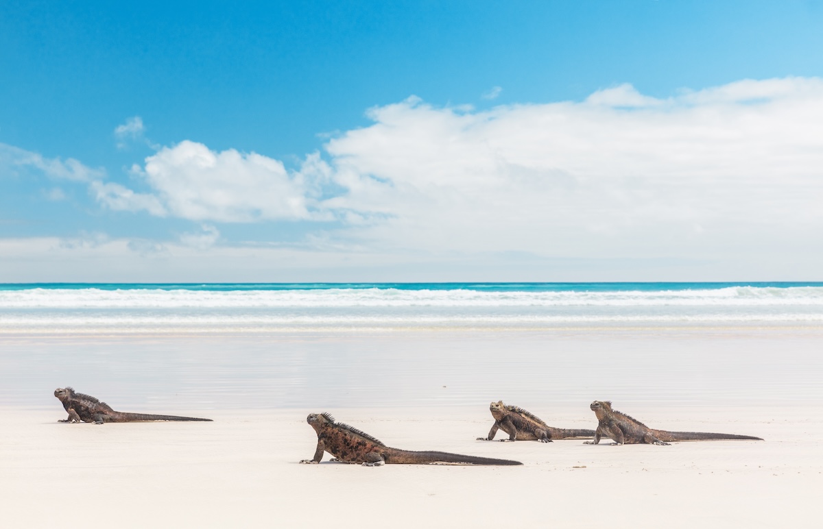 Playa de la bahía de la Tortuga