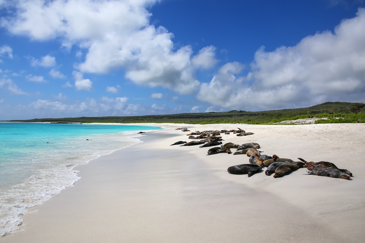 Leones marinos de Galápagos