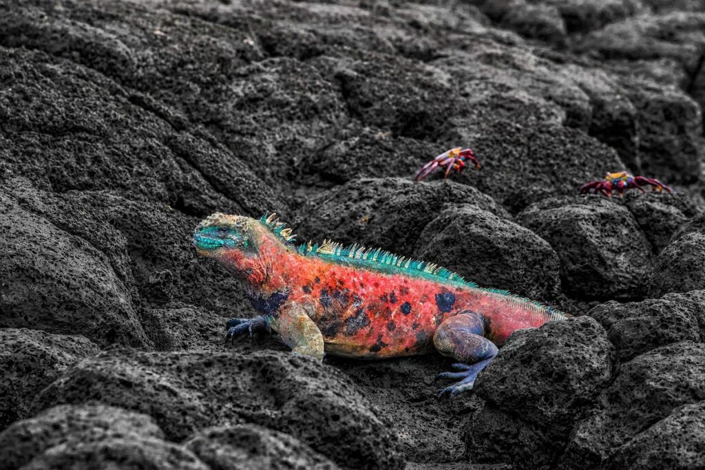 Christmas Iguana on Espanola Island