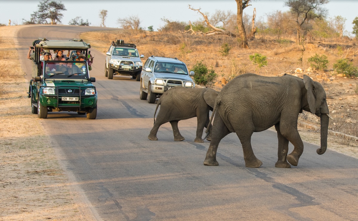 Los elefantes Kruger