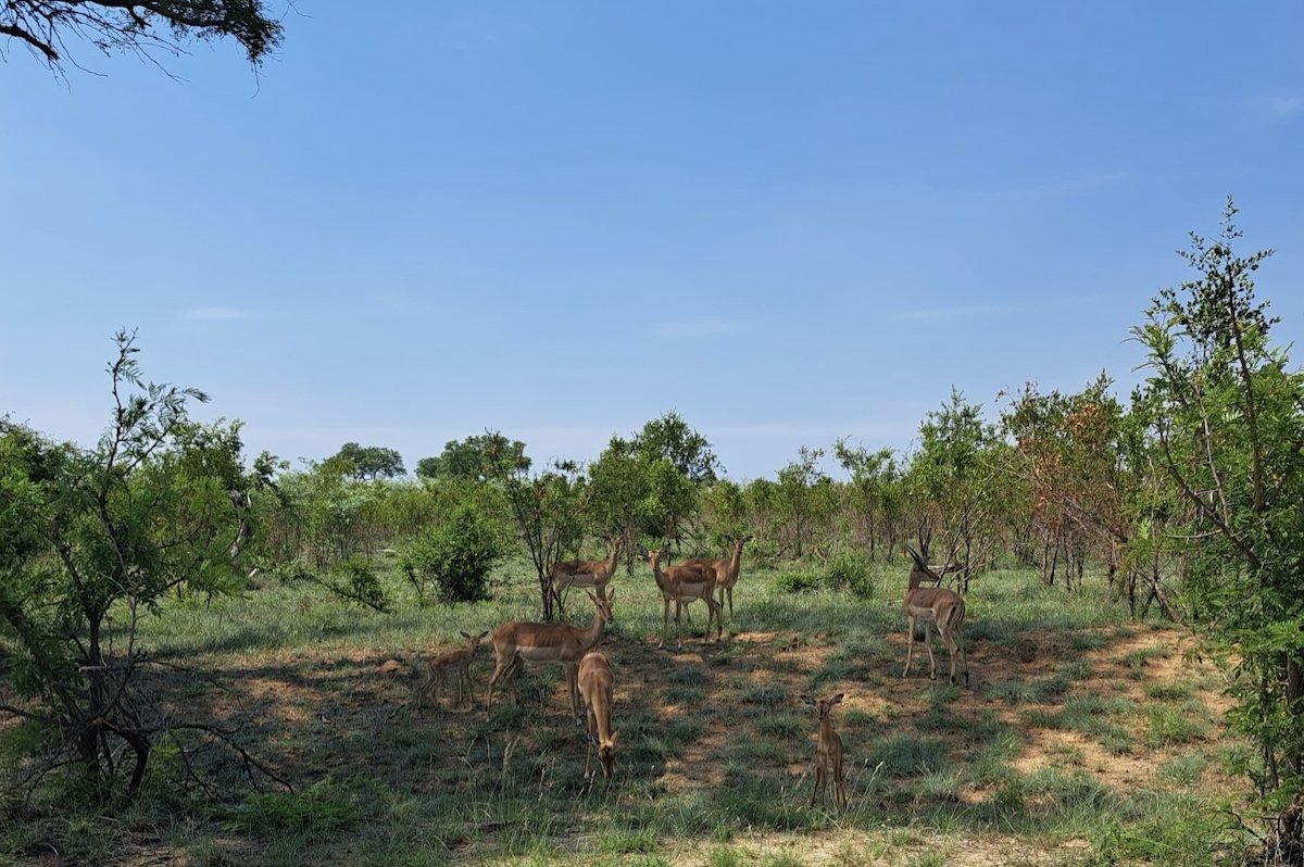 Parque Nacional Kruger