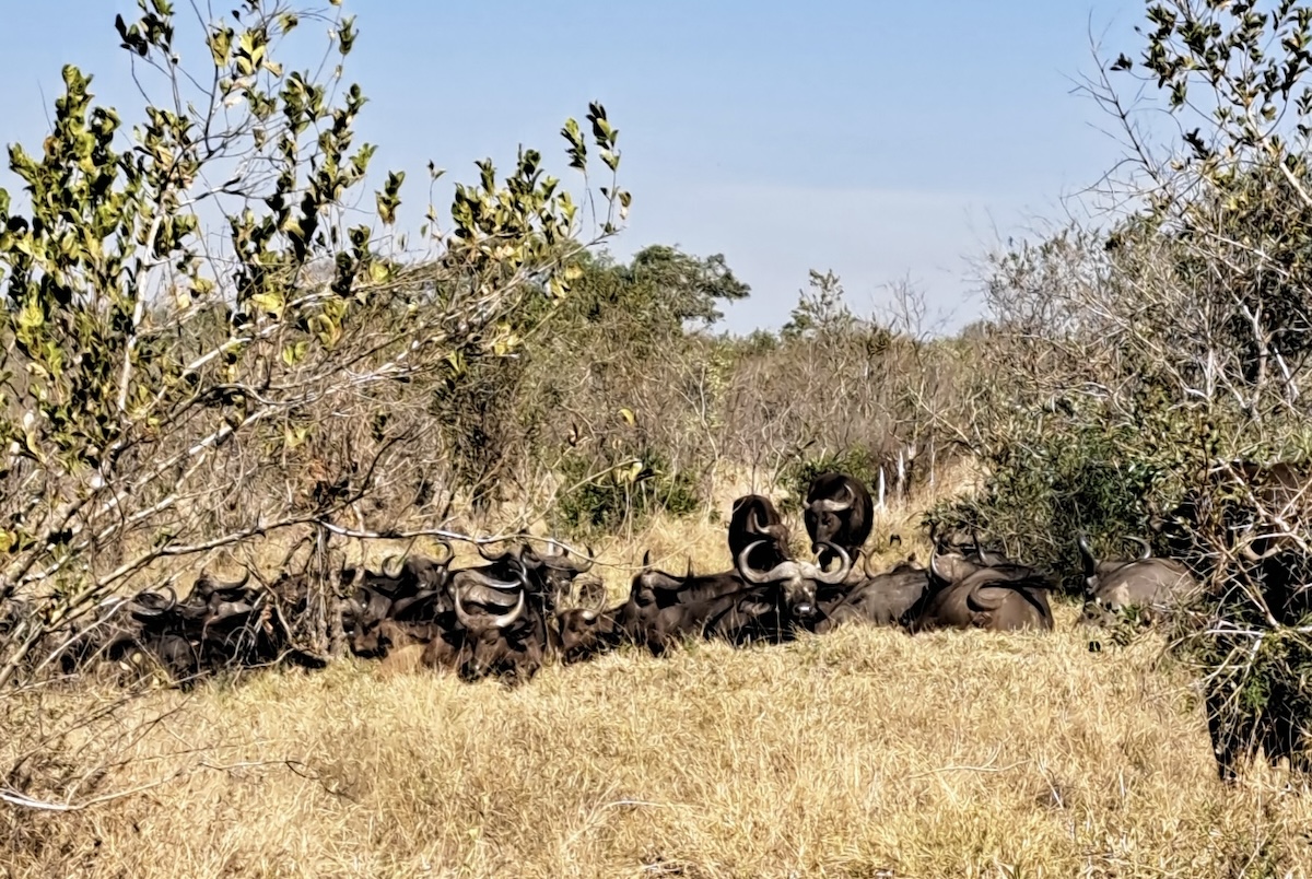 Parque Nacional Kruger