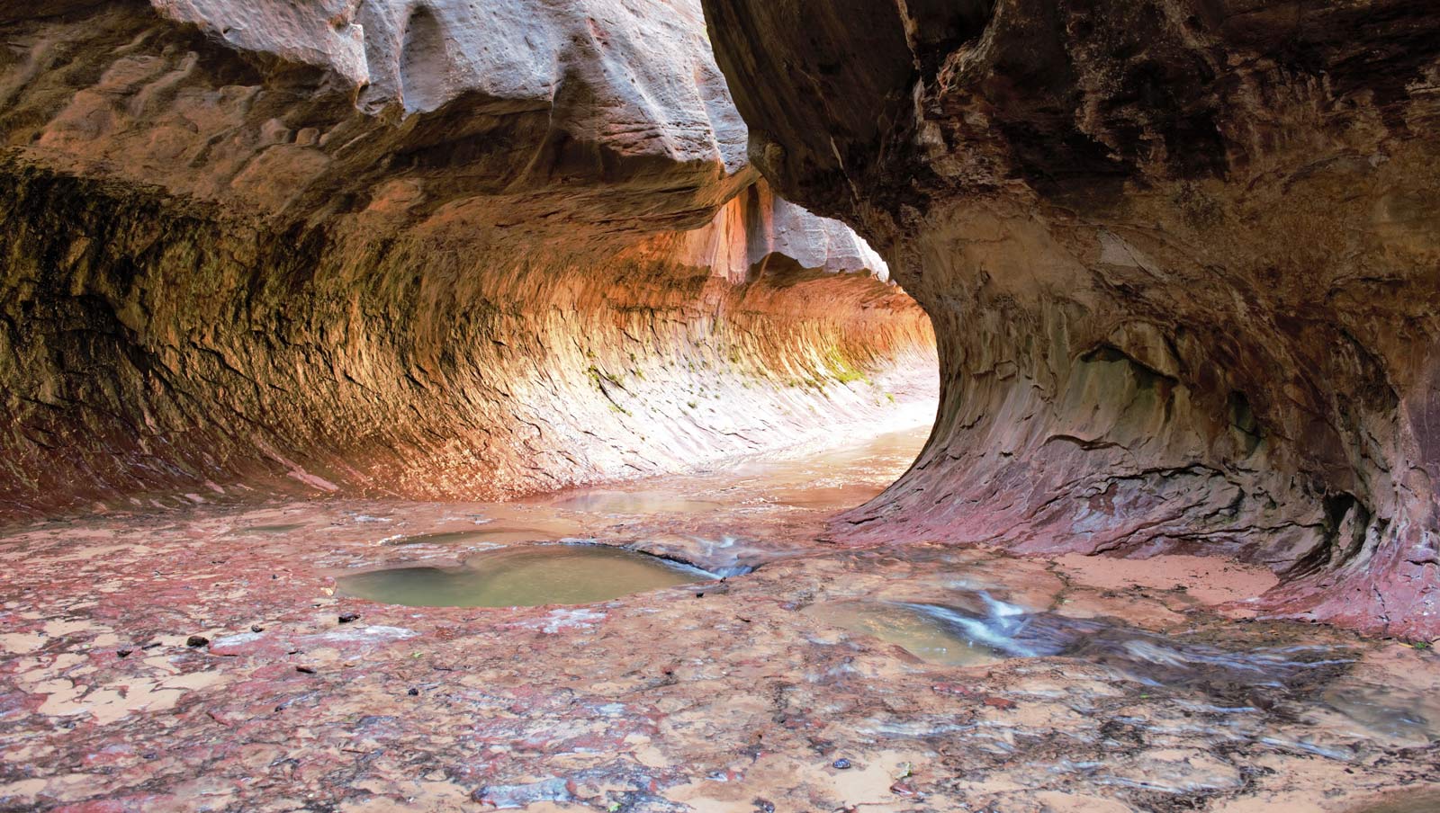 ¿Por qué debería quedarse dentro del parque nacional de Zion