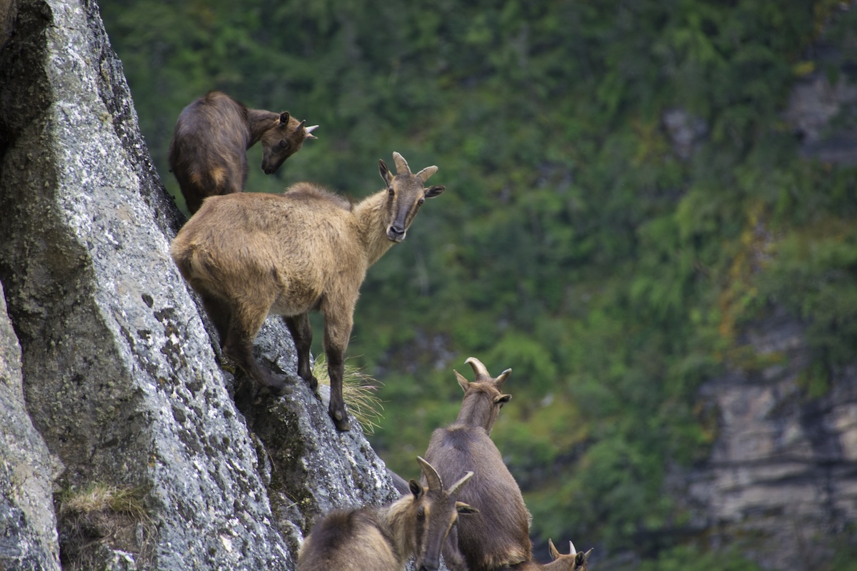 Grupo de tahr del Himalaya