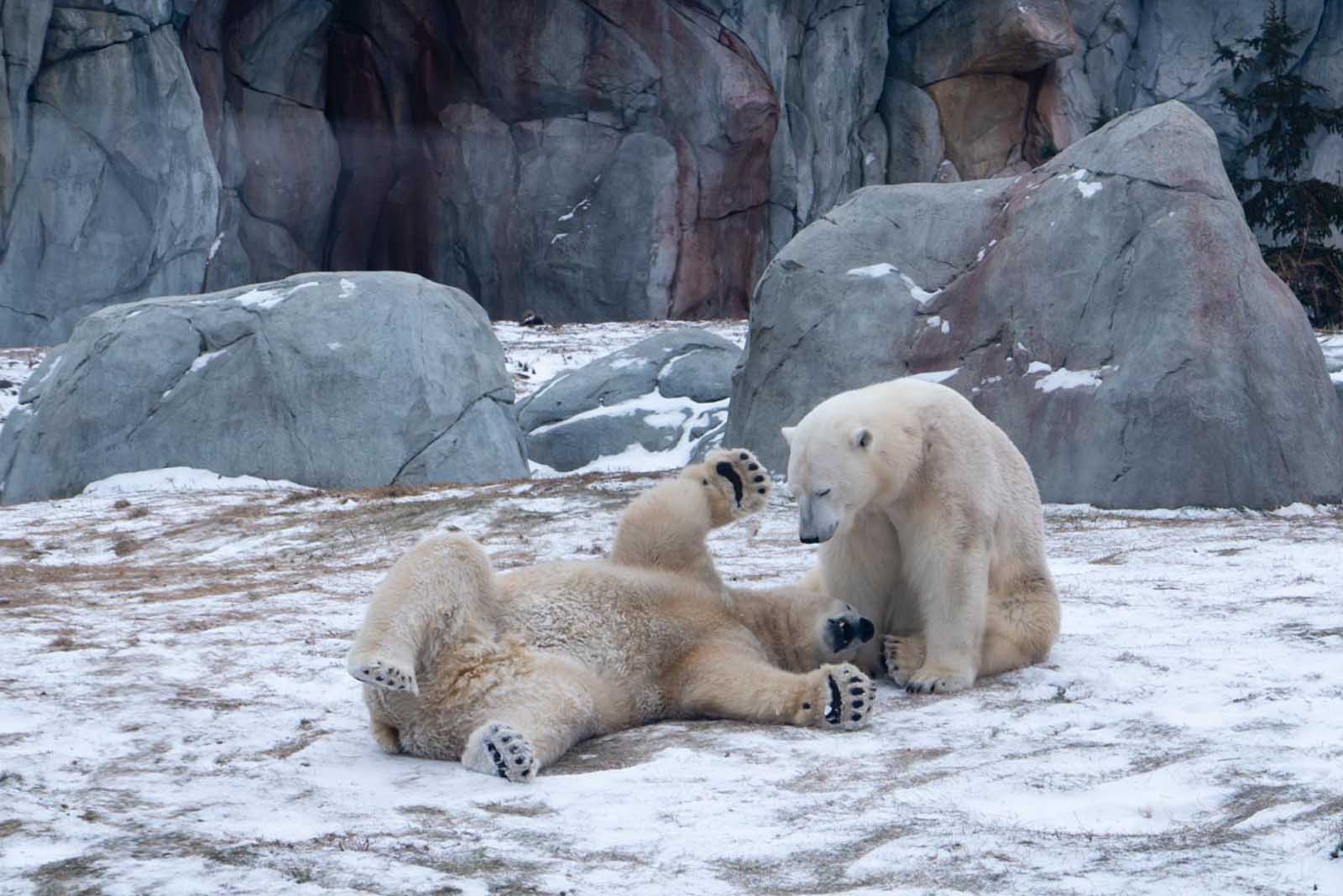 cosas que hacer en el parque y zoológico de Winnipeg Assinaboine