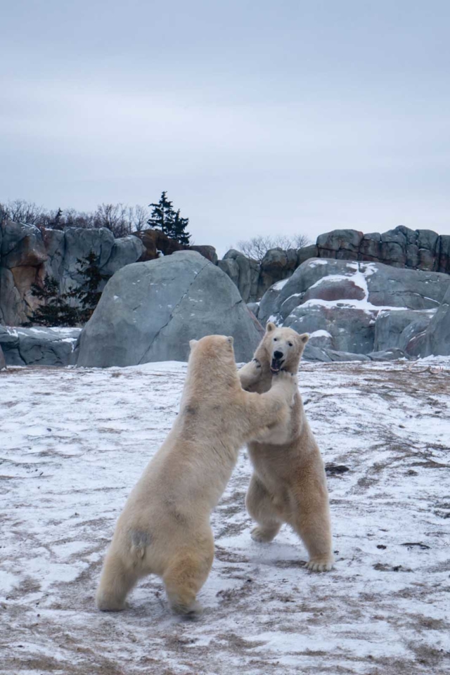 cosas por hacer en Winnipeg jugando a los osos polares