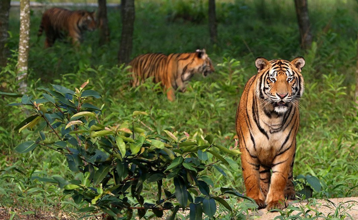 Parque Nacional de Sundarbans