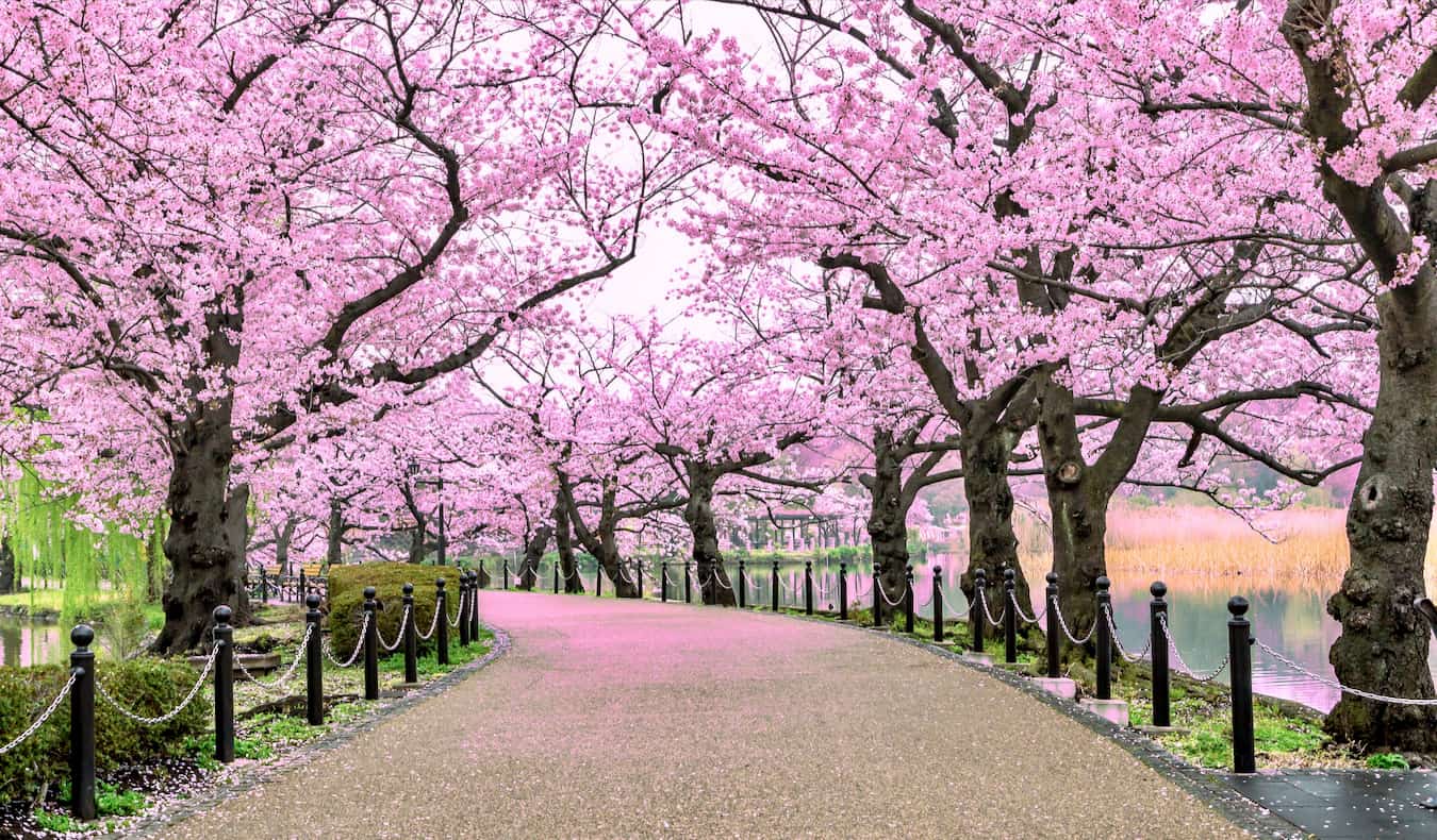 Un río del camino del parque Ueno en Tokio rodeado de cerezos en flor