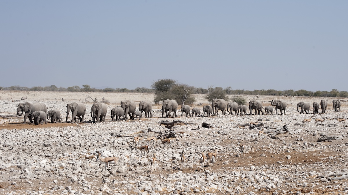 Parque Nacional Etosha