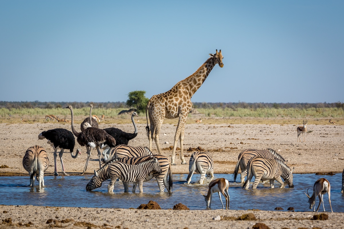 Parque Nacional Etosha