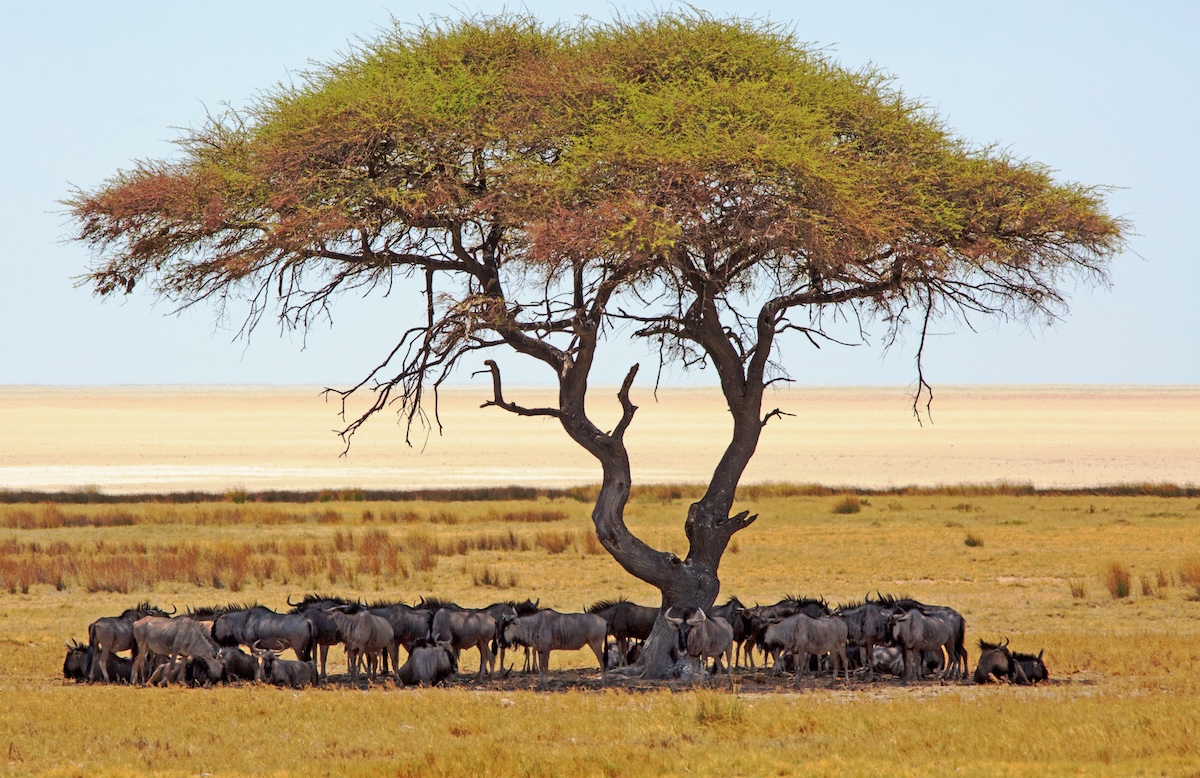 Parque Nacional Etosha