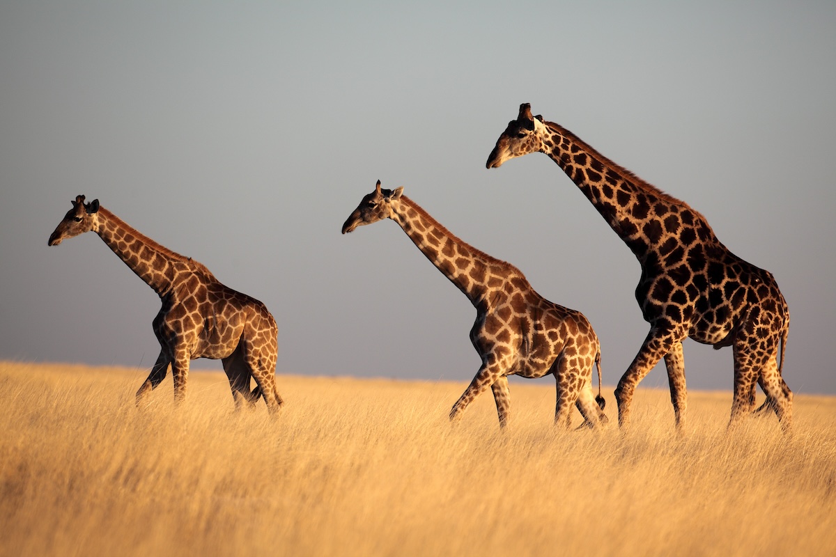 Parque Nacional Etosha