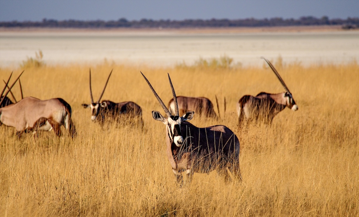 Parque Nacional Etosha