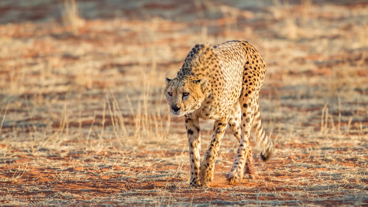 Parque Nacional Etosha