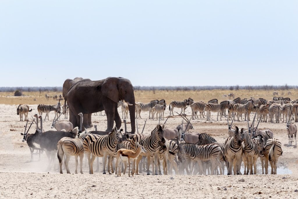 Crowded waterhole