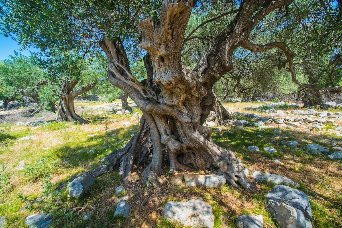 Antiguos olivos