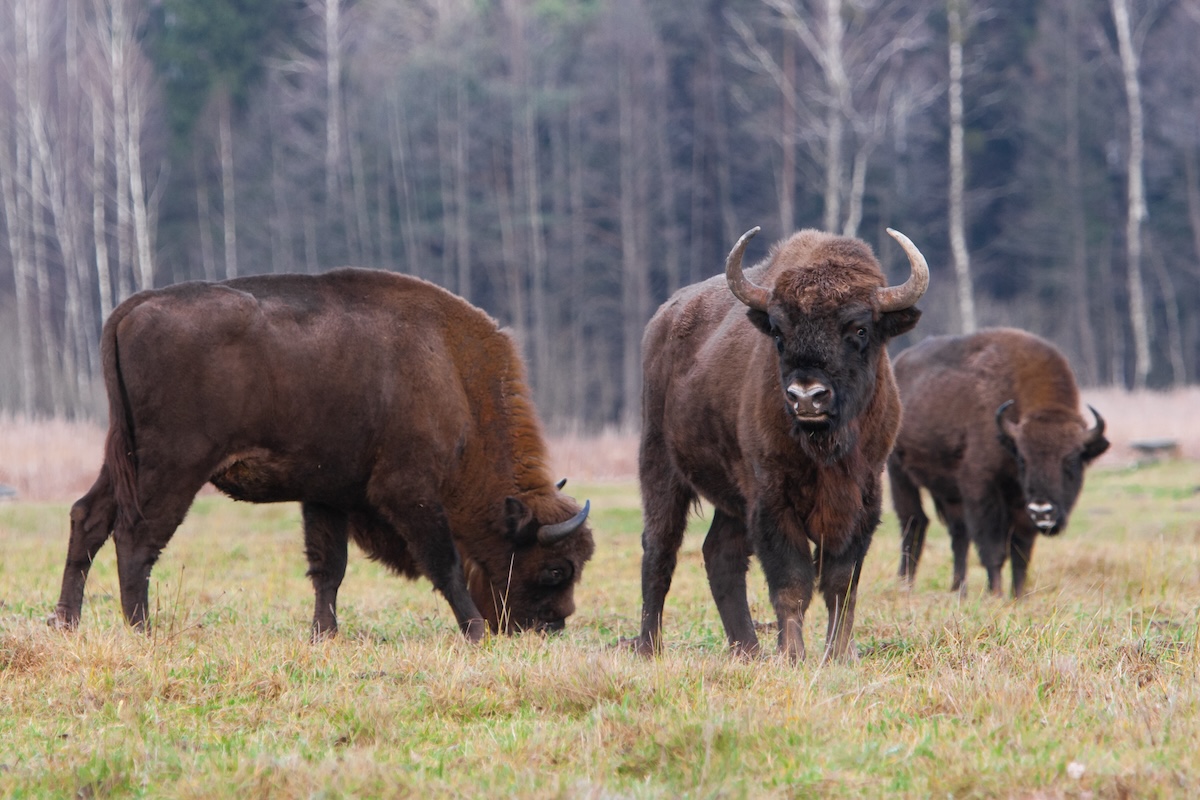 Parque Nacional de Bialowieza