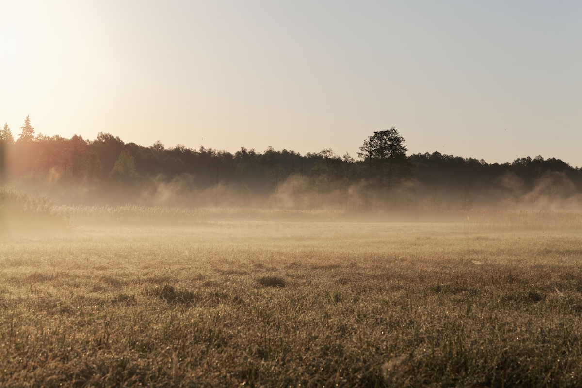 Parque Nacional de Bialowieza