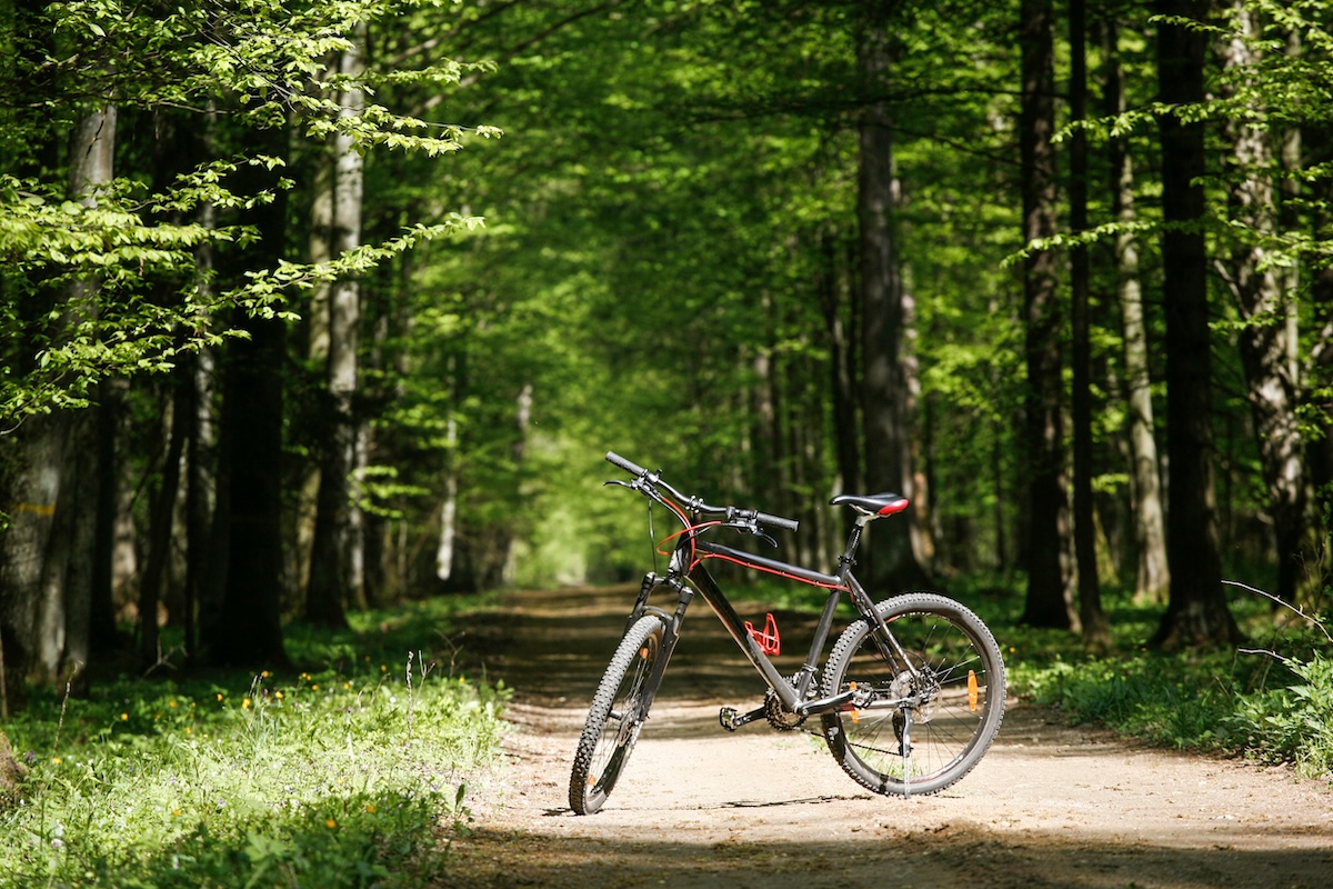 bicicleta por la carretera en el bosque de Bialowieza