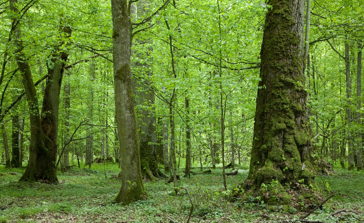 Parque Nacional de Bialowieza