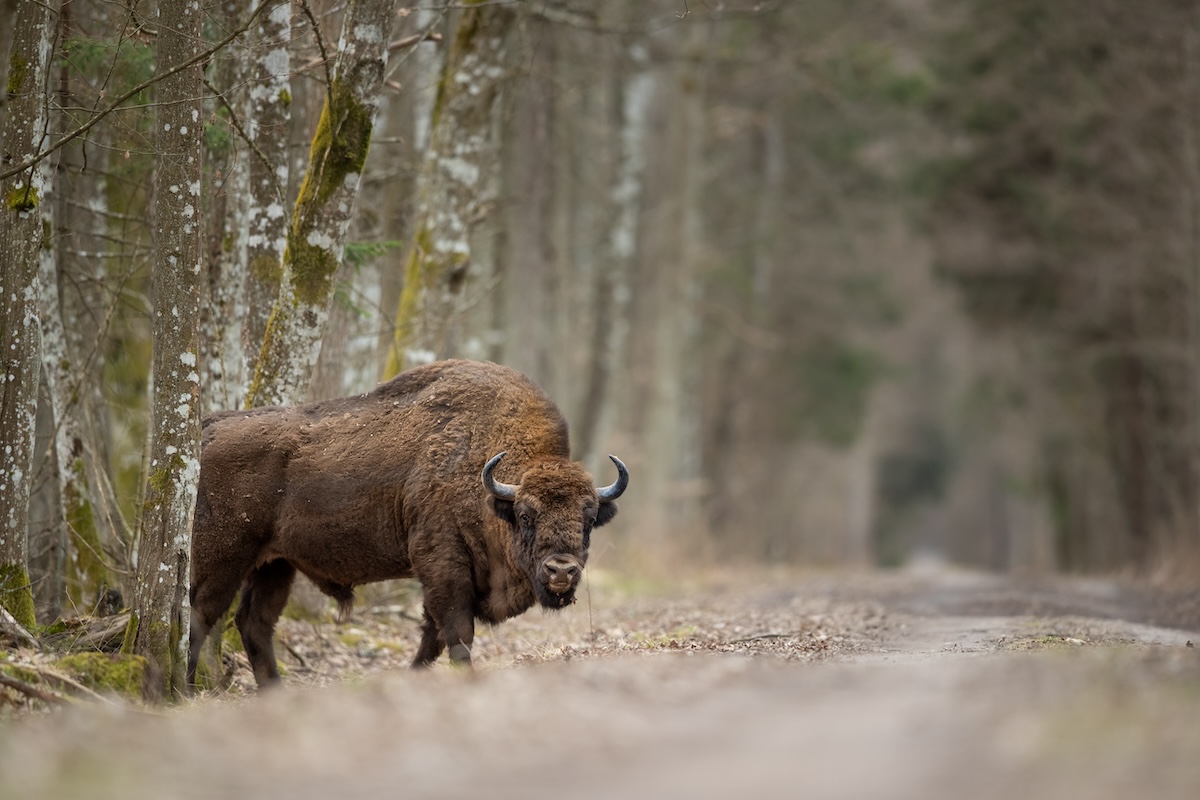 Bisonte europeo en el bosque de białowieża