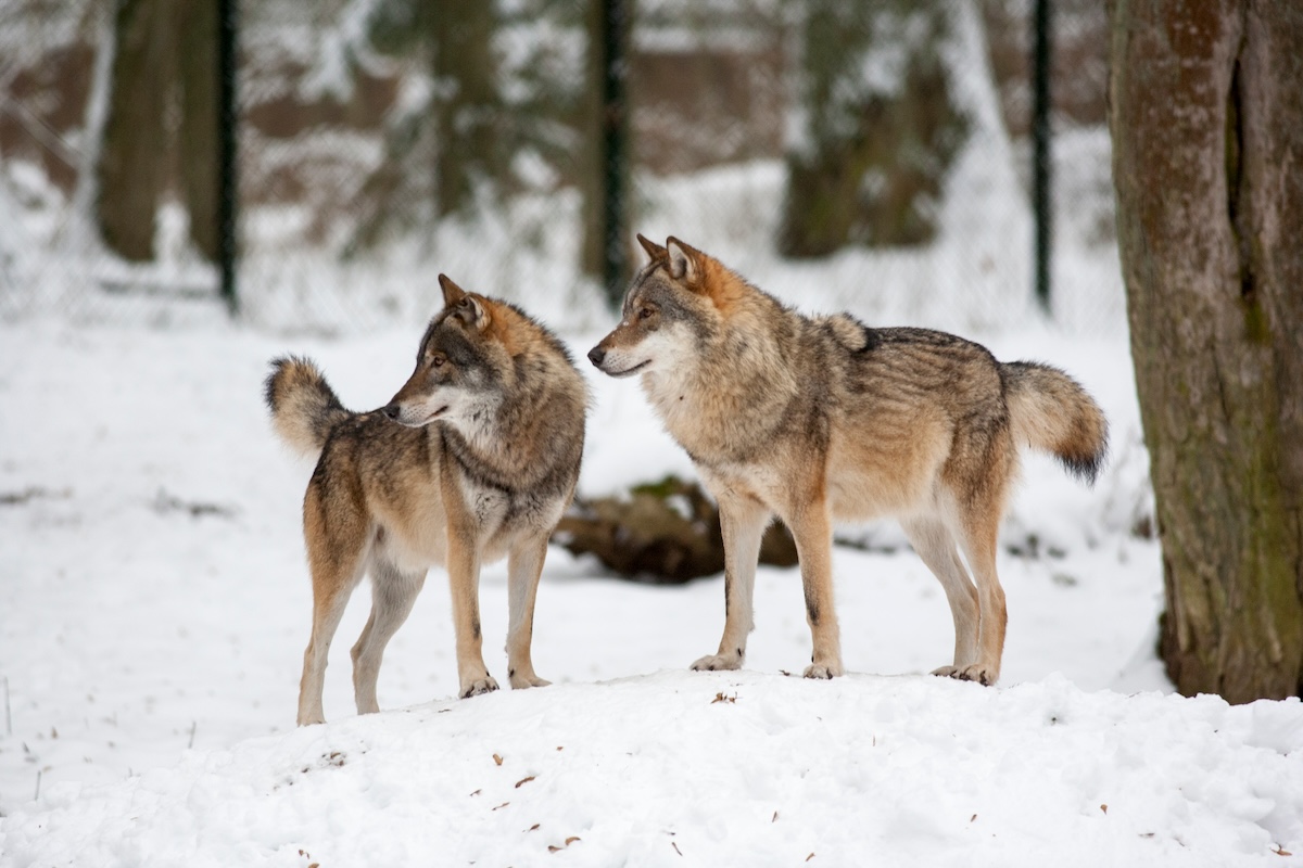 Dos lobos en la Reserva de Bialowieza