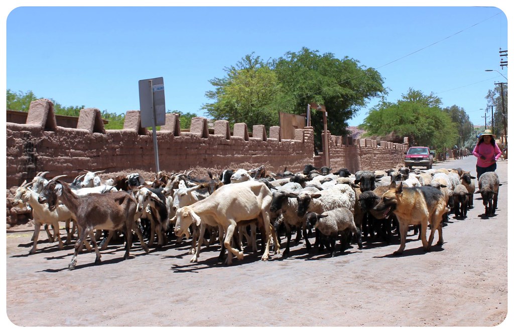 cabras de san piedra de atacama