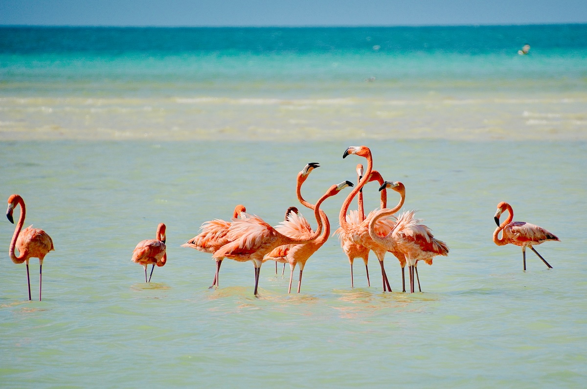 Isla Holbox