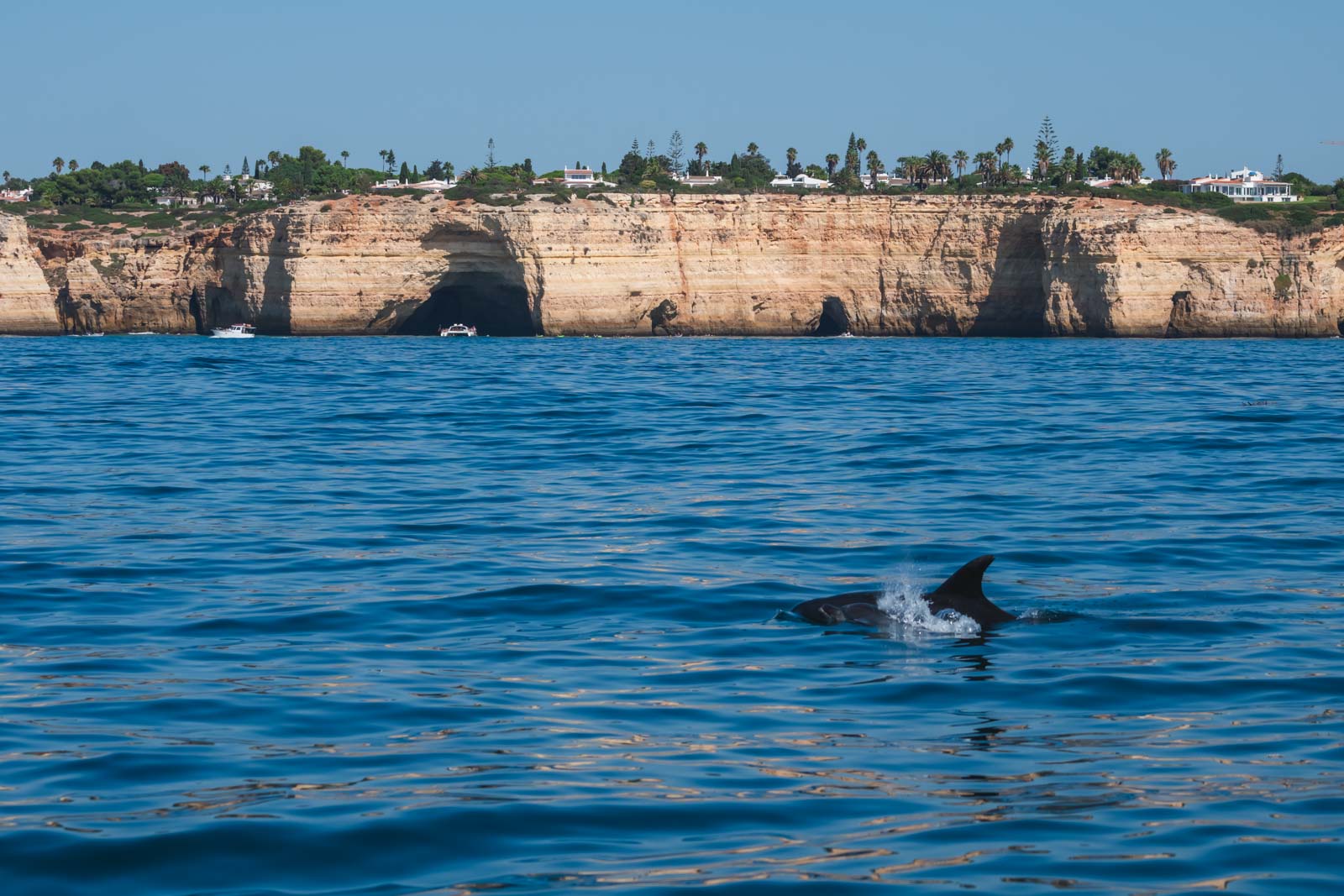 cosas que hacer en el algarve Portugal Observación de delfines