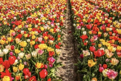 Tulip Fields