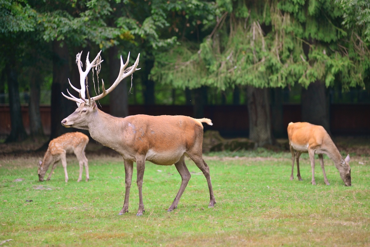 Grandes ciervos y corzos en el parque nacional de Bialowieza