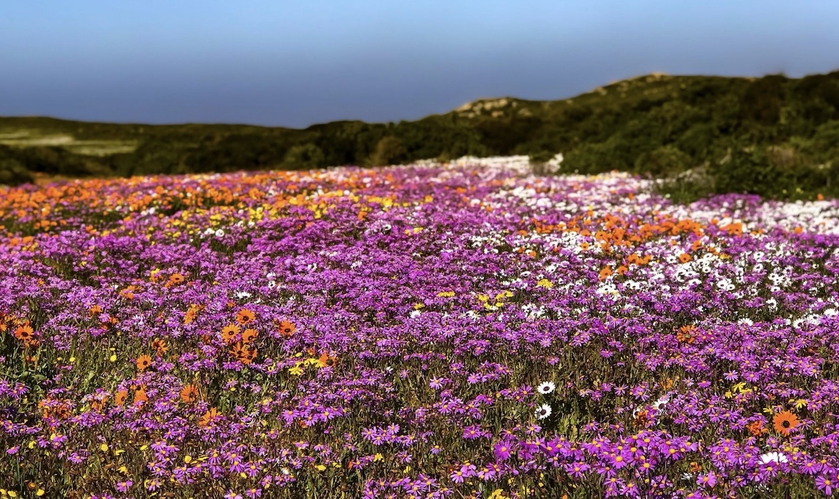 Namaqualand